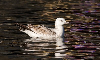 Pontische Meeuw / Caspian Gull