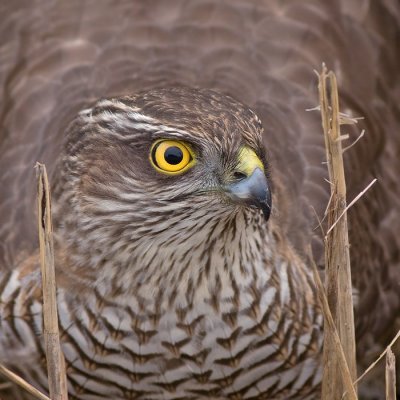 Sperwer / Sparrow Hawk