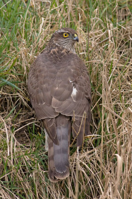 Sperwer / Sparrow Hawk