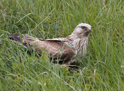 Ruigpootbuizerd / Rough-legged Buzzard