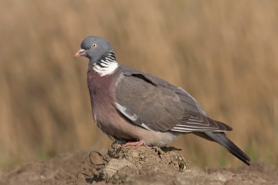 Houtduif / Wood Pigeon