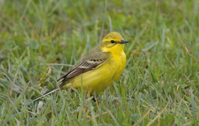 Engelse Kwikstaart / Yellow Wagtail