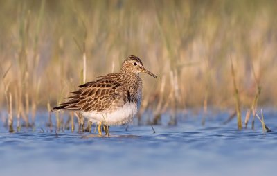 Gestreepte Strandloper / Pectoral Sandpiper