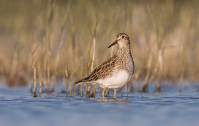 Gestreepte Strandloper / Pectoral Sandpiper