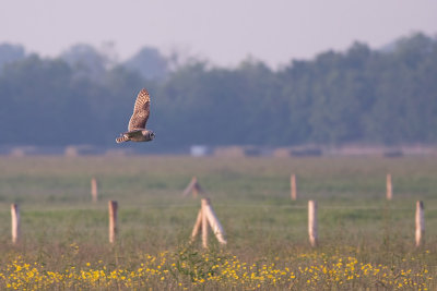 Velduil / Short-eared Owl