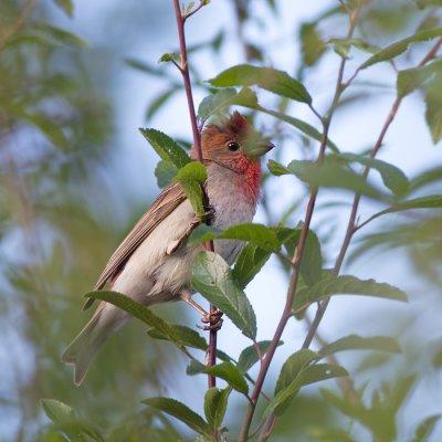 Roodmus / Common Rosefinch