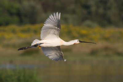 Lepelaar / Spoonbill