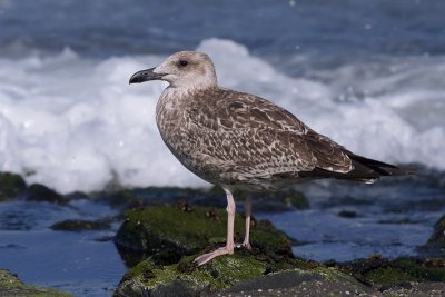 Geelpootmeeuw / Yellow-legged Gull