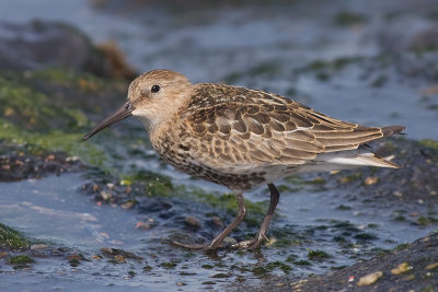 Bonte Strandloper / Dunlin