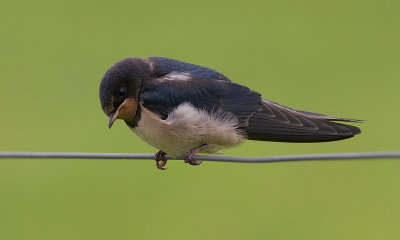 Boerenzwaluw / Barn Swallow