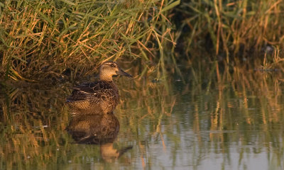 Zomertaling / Garganey