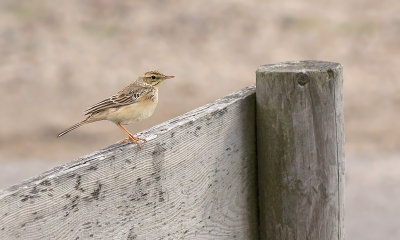 Duinpieper / Tawny Pipit