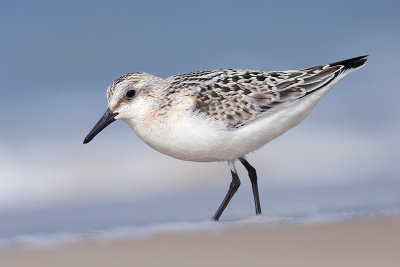 Drieteenstrandloper / Sanderling