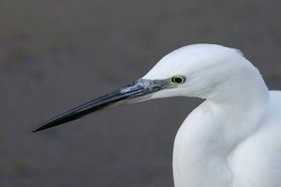 Kleine Zilverreiger - Little Egret