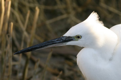 Kleine Zilverreiger - Little Egret