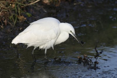 Kleine Zilverreiger - Little Egret