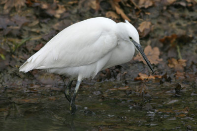 Kleine Zilverreiger - Little Egret