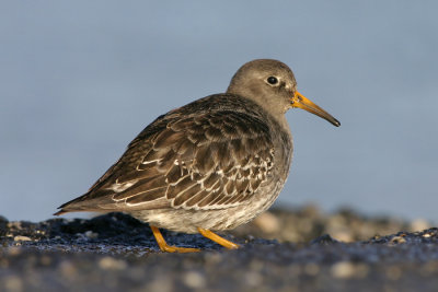 Paarse Strandloper / Purple Sandpiper