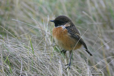 Roodborsttapuit / Stonechat