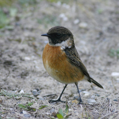 Roodborsttapuit / Stonechat