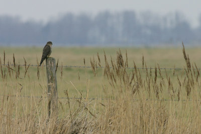 Smelleken / Merlin