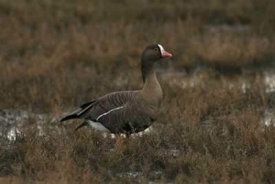 Lesser White-fronted Goose