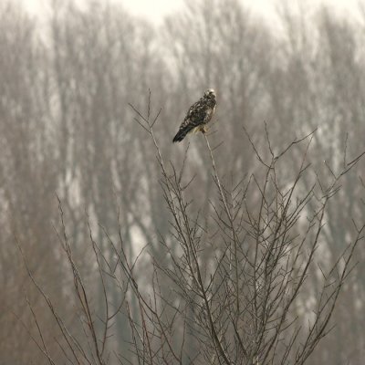 Ruigpootbuizerd / Rough-legged Buzzard