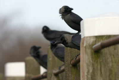 Huiskraai - Hooded Crow