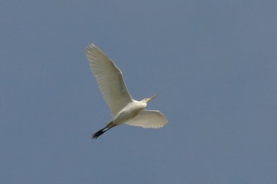 Koereiger / Cattle Egret