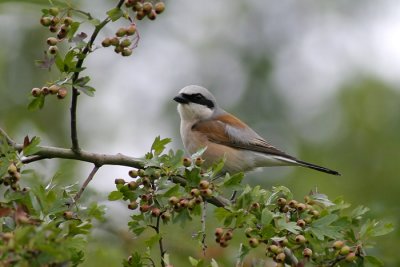 Grauwe Klauwier / Red-backed Shrike