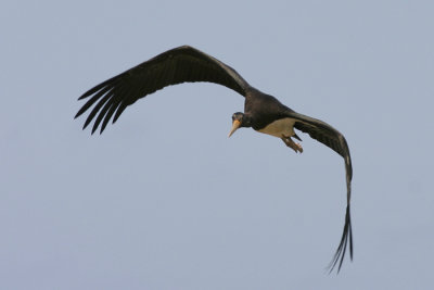 Zwarte Ooievaar / Black Stork