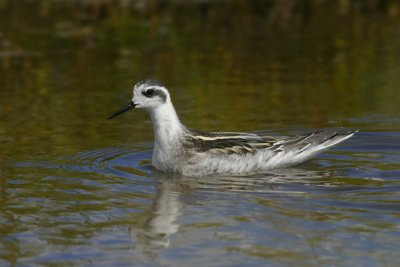 Grauwe Franjepoot / Red-necked Phalarope