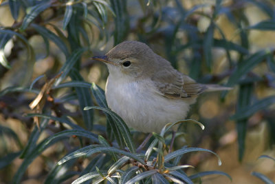 Kleine Spotvogel / Booted Warbler