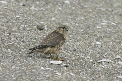 Smelleken / Merlin