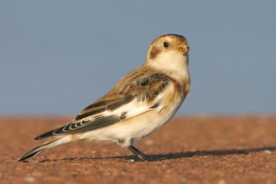 Sneeuwgors / Snow Bunting
