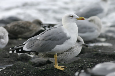 Geelpootmeeuw / Yellow-legged Gull