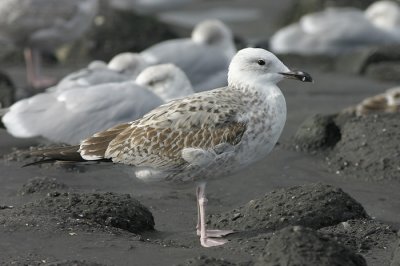 Pontische Meeuw / Caspian Gull
