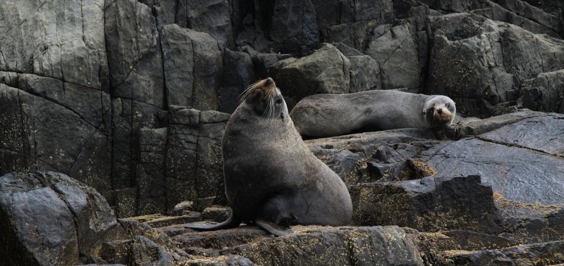 New Zealand Sea Lions... in Tasmania.