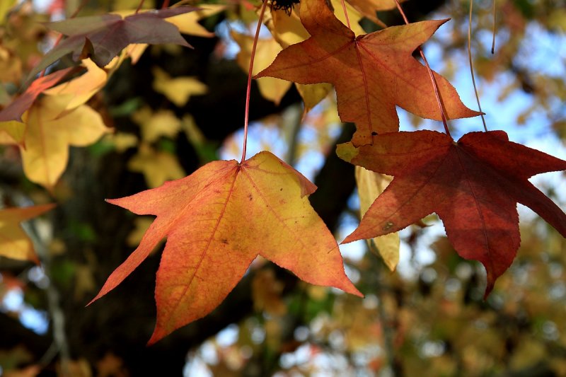 Colours of Autumn