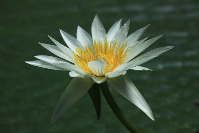 Water Lily..