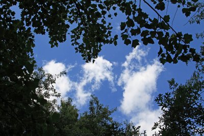 Under the trees on a HOT summers day Te Kauwhata.