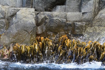 Seaweed, Port Arthur, Tasmania.