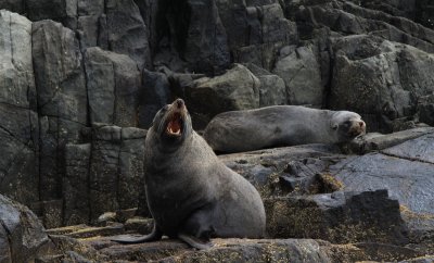 Although in Tasmania.. these are New Zealand Sea Lions.