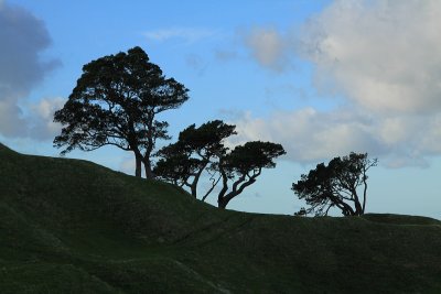 3 Trees on One Tree Hill