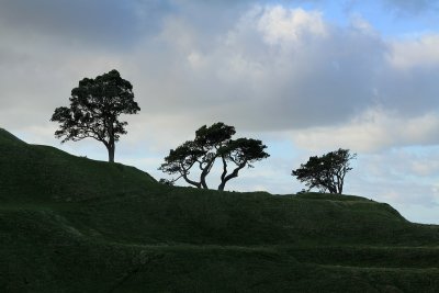 3 Trees on One Tree Hill