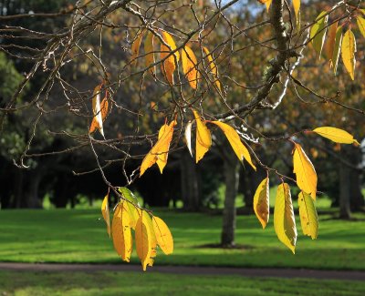 Colours of Autumn