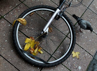 Bike and Bird