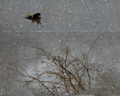 Reflections in the puddles II.. Aotea Square