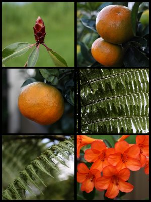 Winter time in my garden
