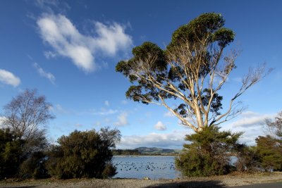 Sulphur Bay, Lake Rotorua.